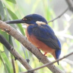 Ceyx azureus (Azure Kingfisher) at Point Hut to Tharwa - 18 Apr 2018 by RyuCallaway