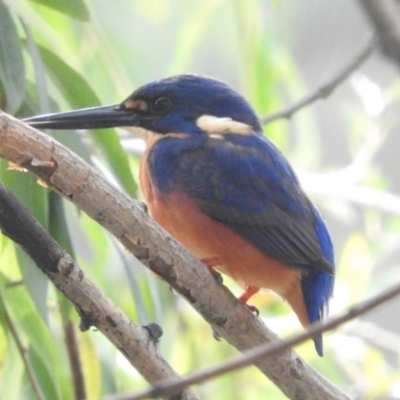 Ceyx azureus (Azure Kingfisher) at Point Hut to Tharwa - 18 Apr 2018 by RyuCallaway