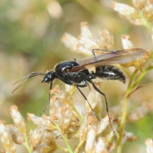 Formicidae (family) at Majura, ACT - 21 Apr 2018