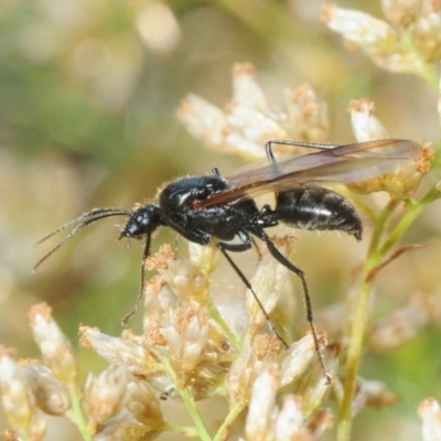 Formicidae (family) (Unidentified ant) at Mount Ainslie - 21 Apr 2018 by Harrisi