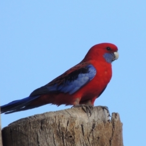 Platycercus elegans at Molonglo River Reserve - 28 Mar 2018 06:43 PM