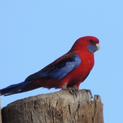 Platycercus elegans (Crimson Rosella) at Molonglo River Reserve - 28 Mar 2018 by michaelb