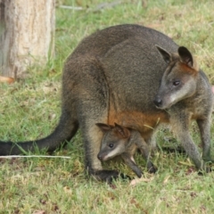 Wallabia bicolor (Swamp Wallaby) at Undefined - 17 Feb 2018 by nickhopkins