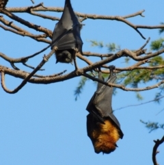 Pteropus poliocephalus (Grey-headed Flying-fox) at Pialligo, ACT - 21 Apr 2018 by snapperoonie