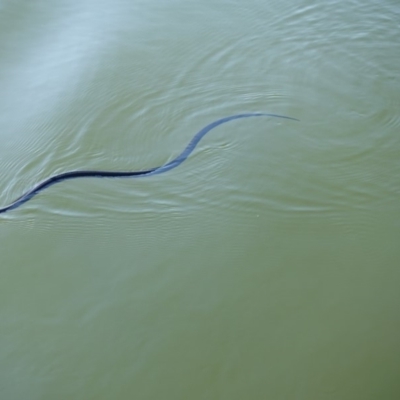 Pseudechis porphyriacus (Red-bellied Black Snake) at Kambah Pool - 23 Apr 2018 by Jek