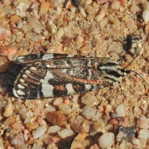 Apina callisto at Paddys River, ACT - 24 Apr 2018