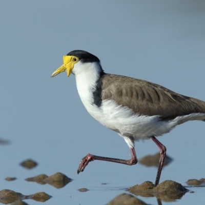 Vanellus miles (Masked Lapwing) at Merimbula, NSW - 24 Apr 2018 by Leo