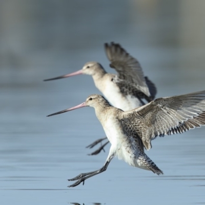 Limosa lapponica (Bar-tailed Godwit) at Merimbula, NSW - 23 Apr 2018 by Leo