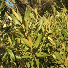 Olea europaea subsp. cuspidata (African Olive) at Isaacs Ridge and Nearby - 24 Apr 2018 by Mike