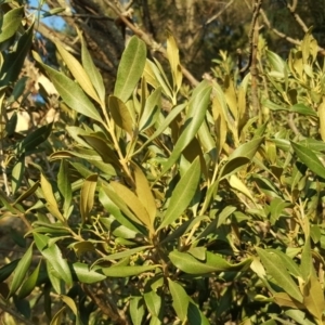 Olea europaea subsp. cuspidata at Isaacs Ridge - 24 Apr 2018