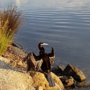 Anhinga novaehollandiae at Canberra, ACT - 22 Apr 2018