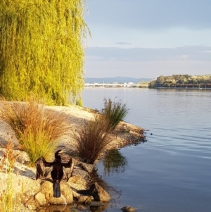 Anhinga novaehollandiae at Canberra, ACT - 22 Apr 2018