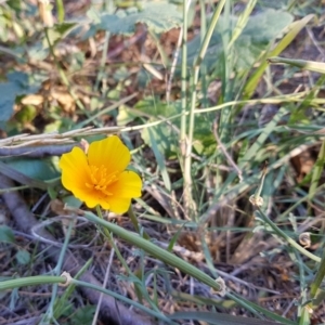 Eschscholzia californica at Kambah Pool - 17 Apr 2018