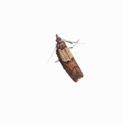 Plodia interpunctella (Indian meal moth) at Wanniassa, ACT - 24 Apr 2018 by JohnBundock