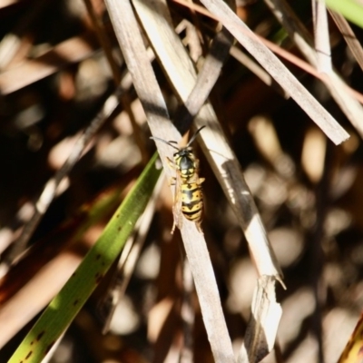 Vespula germanica (European Wasp, German Yellowjacket Wasp) at Merimbula, NSW - 24 Apr 2018 by RossMannell