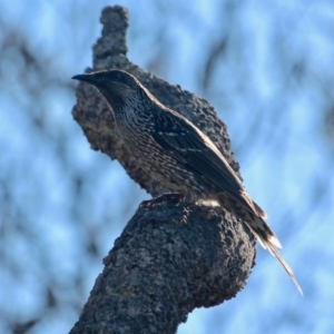 Anthochaera chrysoptera at Pambula, NSW - 24 Apr 2018