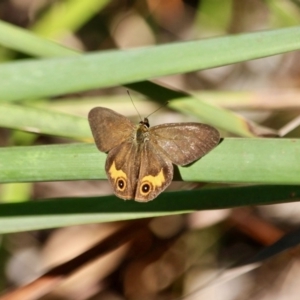 Hypocysta metirius at Pambula Beach, NSW - 24 Apr 2018 10:48 AM