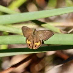 Hypocysta metirius (Brown Ringlet) at Pambula - 24 Apr 2018 by RossMannell