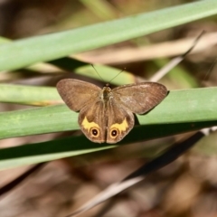 Hypocysta metirius at Pambula Beach, NSW - 24 Apr 2018