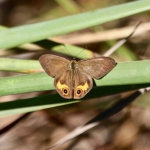 Hypocysta metirius at Pambula Beach, NSW - 24 Apr 2018 10:48 AM