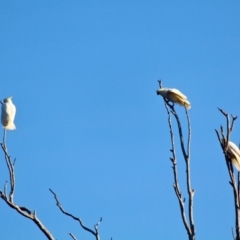 Cacatua galerita (Sulphur-crested Cockatoo) at Pambula - 24 Apr 2018 by RossMannell