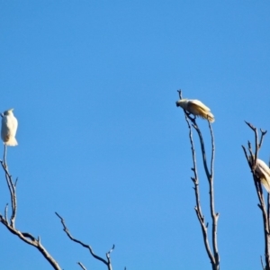 Cacatua galerita at Pambula - 24 Apr 2018