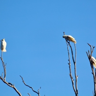 Cacatua galerita (Sulphur-crested Cockatoo) at Pambula - 23 Apr 2018 by RossMannell