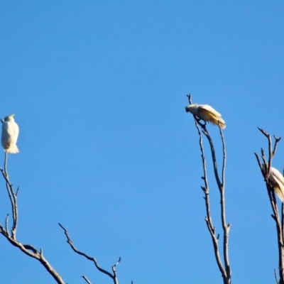 Cacatua galerita (Sulphur-crested Cockatoo) at Pambula Beach, NSW - 23 Apr 2018 by RossMannell