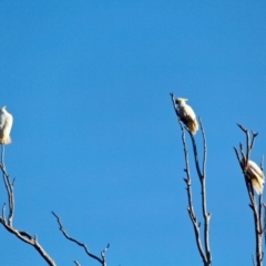 Cacatua galerita at Pambula - 24 Apr 2018