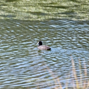 Fulica atra at Merimbula, NSW - 24 Apr 2018