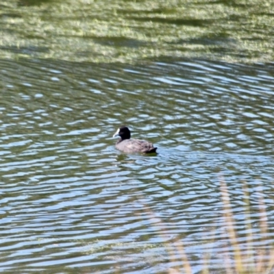 Fulica atra (Eurasian Coot) at Pambula - 24 Apr 2018 by RossMannell