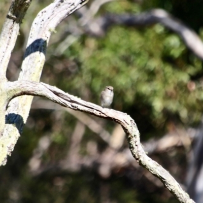 Microeca fascinans (Jacky Winter) at Ben Boyd National Park - 24 Apr 2018 by RossMannell