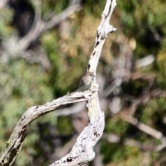 Microeca fascinans at Pambula, NSW - 24 Apr 2018