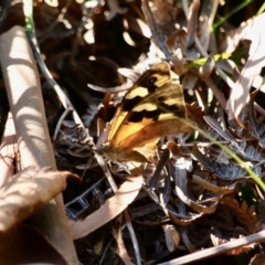 Heteronympha merope (Common Brown Butterfly) at Pambula - 24 Apr 2018 by RossMannell