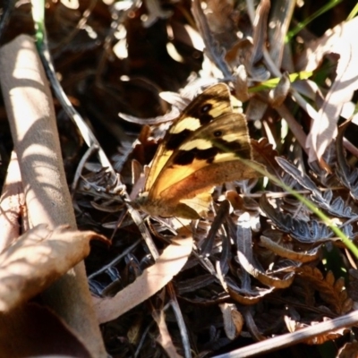 Heteronympha merope (Common Brown Butterfly) at Pambula - 24 Apr 2018 by RossMannell