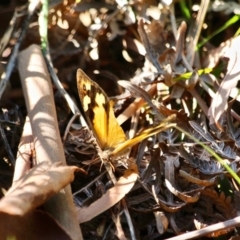 Heteronympha merope at Merimbula, NSW - 24 Apr 2018