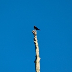 Hirundo neoxena (Welcome Swallow) at Pambula Beach, NSW - 23 Apr 2018 by RossMannell