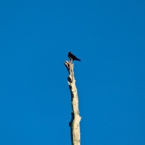 Hirundo neoxena at Pambula - 24 Apr 2018 09:02 AM