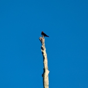 Hirundo neoxena at Pambula - 24 Apr 2018