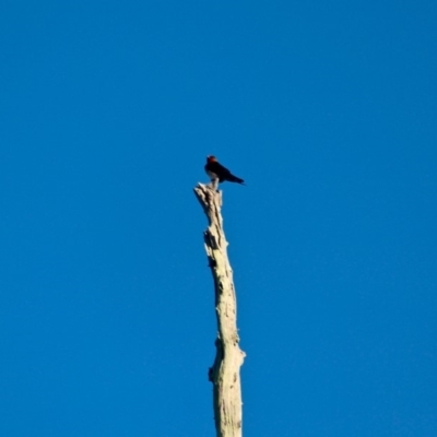 Hirundo neoxena (Welcome Swallow) at Pambula - 23 Apr 2018 by RossMannell