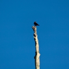 Hirundo neoxena at Pambula - 24 Apr 2018