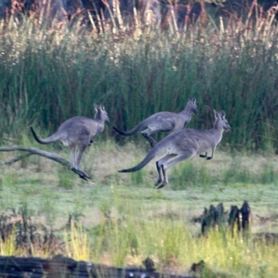 Macropus giganteus (Eastern Grey Kangaroo) at Pambula, NSW - 24 Apr 2018 by RossMannell