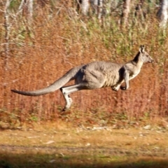 Macropus giganteus at Pambula, NSW - 24 Apr 2018