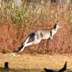 Macropus giganteus at Pambula, NSW - 24 Apr 2018