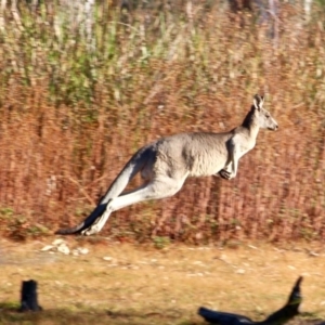 Macropus giganteus at Pambula, NSW - 24 Apr 2018