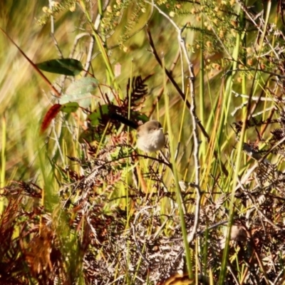 Malurus cyaneus (Superb Fairywren) at Pambula Beach, NSW - 24 Apr 2018 by RossMannell