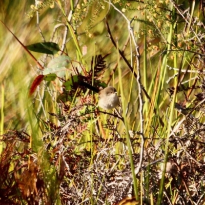 Malurus cyaneus (Superb Fairywren) at Pambula Beach, NSW - 23 Apr 2018 by RossMannell