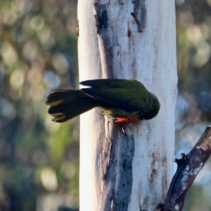 Manorina melanophrys at Pambula Beach, NSW - 24 Apr 2018