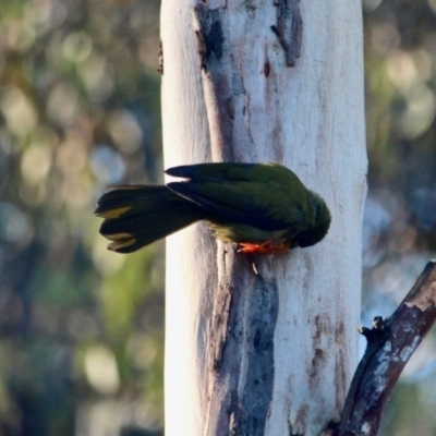 Manorina melanophrys (Bell Miner) at Pambula - 23 Apr 2018 by RossMannell