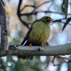 Manorina melanophrys at Pambula Beach, NSW - 24 Apr 2018 08:59 AM